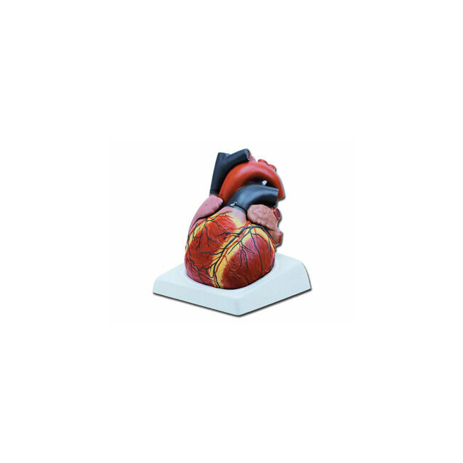 Maquette du coeur en 4 pièces grossissement x3