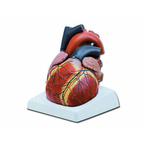 Maquette du coeur en 4 pièces grossissement x3