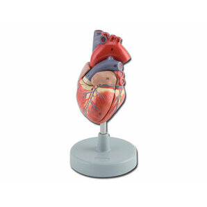Maquette du coeur 2 pièces taille réelle